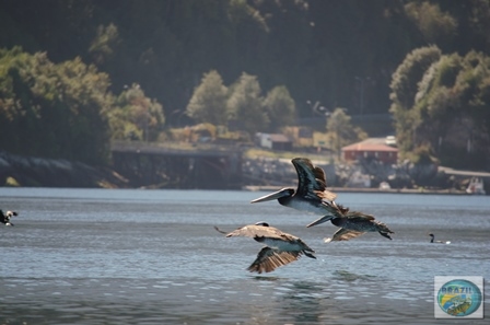 Fotos da pesca esportiva em Chaiten no Chile